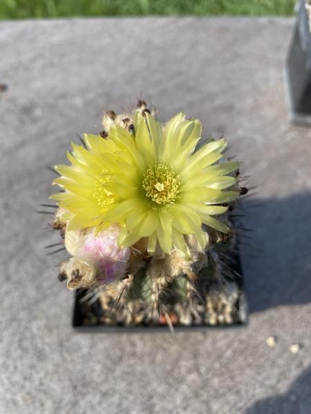 Islaya islayensis grandiflora